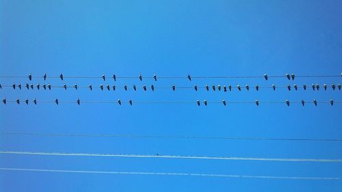 Birds flying against clear blue sky