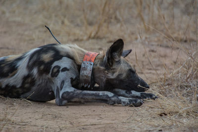 Dogs relaxing on field