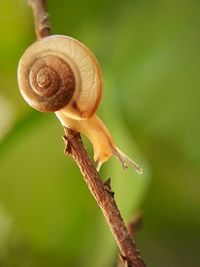 Close-up of snail on tree