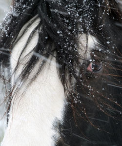 Woman with horse in snow