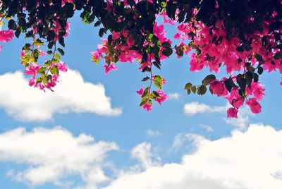 Low angle view of bougainvillea tree against blue sky