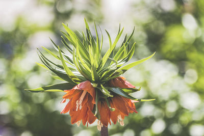 Close-up of flowering plant