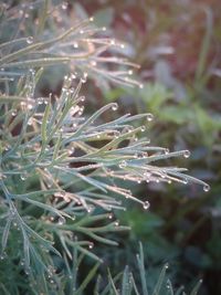 Close-up of wet grass during winter