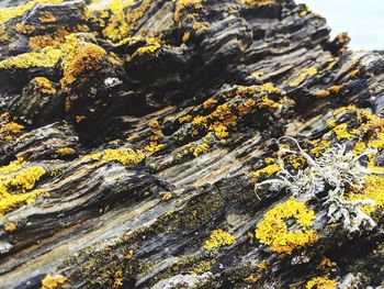 Close-up of lichen on rock