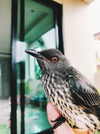 Close-up of bird perching outdoors