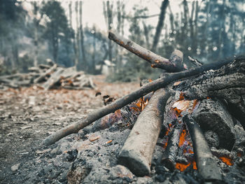 Close-up of bonfire on tree trunk in forest