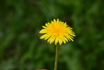 Close-up of yellow dandelion flower