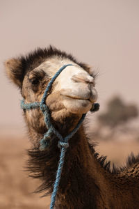 Close-up of a horse