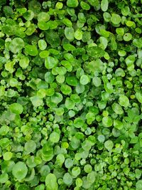 Full frame shot of leaves