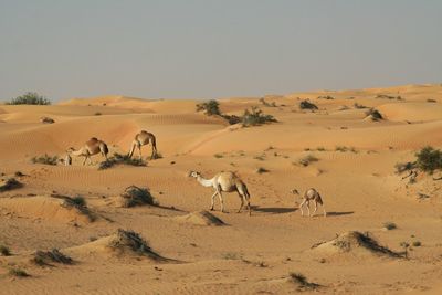 Flock of sheep in a desert