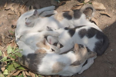 High angle view of cat sleeping