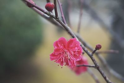 Close-up of pink flowers on branch