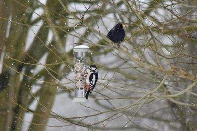 Close-up of bird perching on snow