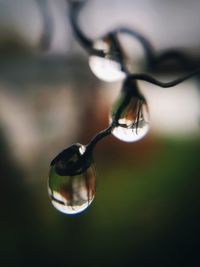 Close-up of raindrops on plant