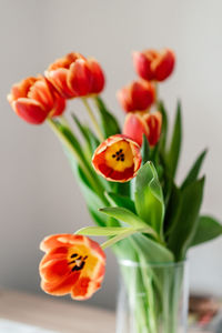 Close-up of red flowers against white background