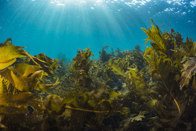 Light pours into a forest of seaweed