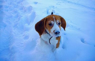 High angle portrait of dog sitting on snow