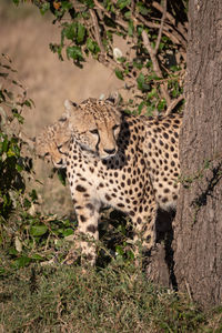 Cheetahs looking away while standing on field by tree in forest