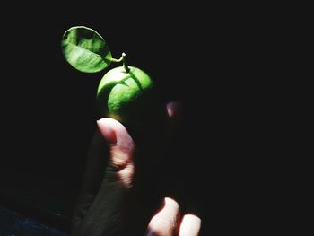 Close-up of hand holding apple against black background