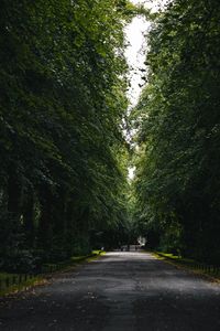 Road amidst trees in forest