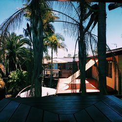 Palm trees against sky