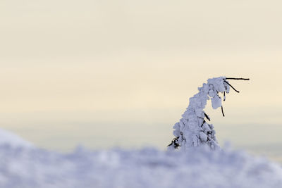 Close-up of snow covered tree against sky