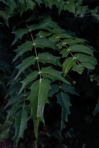 Close-up of wet leaves