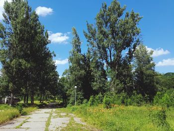 View of trees on landscape against sky