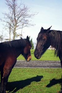 The brown horse portrait