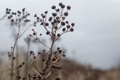 Close-up of flowering plant against sky