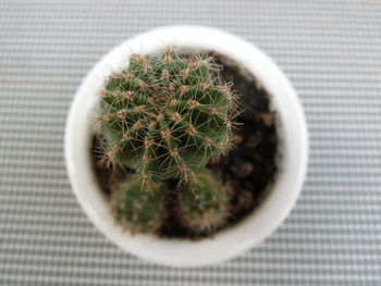 High angle view of cactus plant