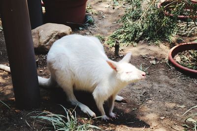 White cat lying on field