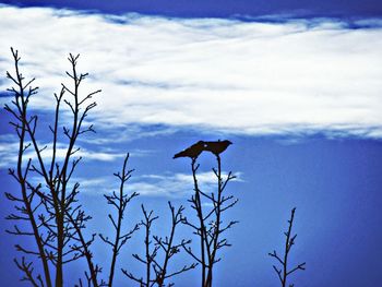 Low angle view of silhouette bird flying against sky