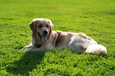 pet
