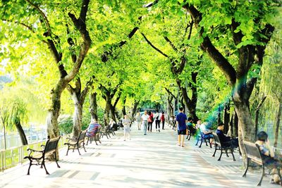 People walking on pathway along trees