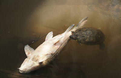 High angle view of dead fish being eaten by a turtle.