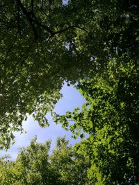 Low angle view of trees in forest