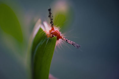 Close-up of insect on flower