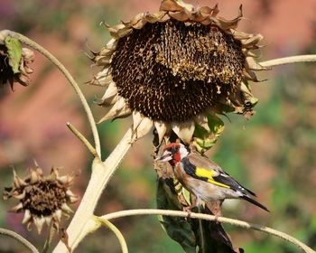 European goldfinch is looking for sunflower seeds 