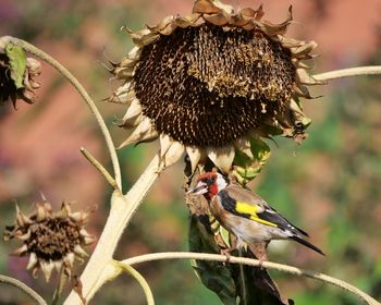 Close-up of bird perching on plant