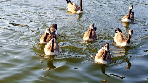 Two birds in lake