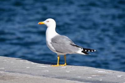 Seagull in istanbul