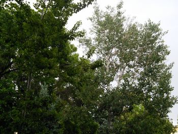 Low angle view of trees