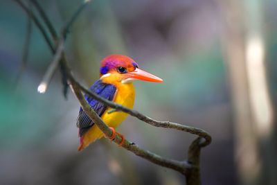 Close-up of parrot perching on tree