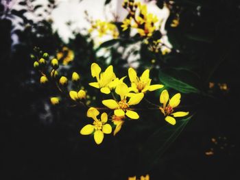 Close-up of yellow flowers at night