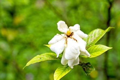 Close-up of white flowering plant