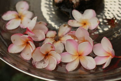 Close-up of frangipani flowers