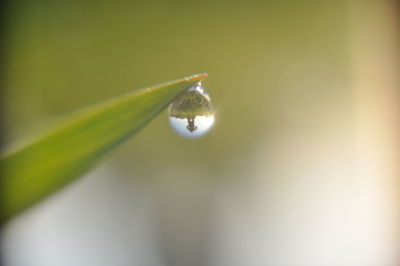 Close-up of water drops on leaf