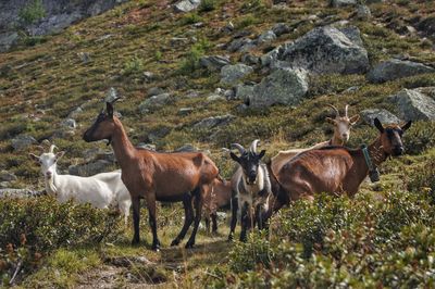 Horses on field