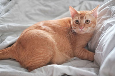 Cat lying on bed at home